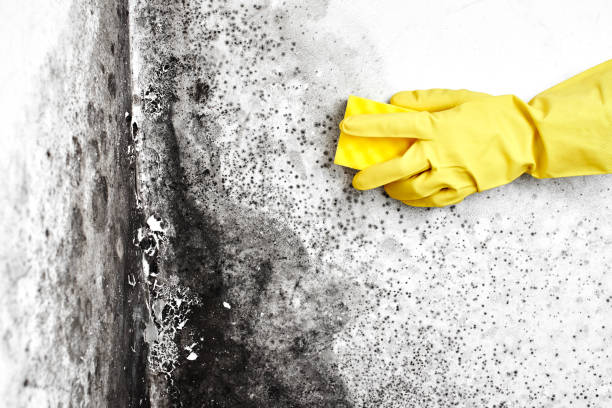 Best Localized Mold Remediation (e.g., coastal areas, humid climates) in Hustisford, WI