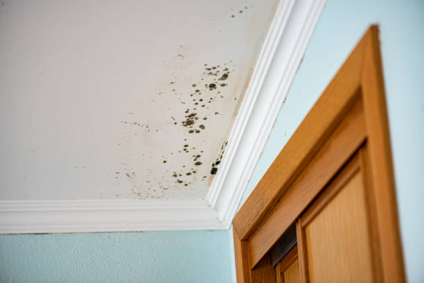 Best Crawl Space Mold Remediation in Hustisford, WI