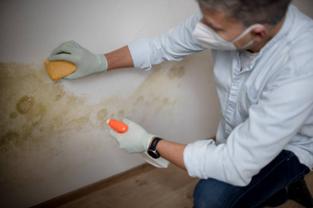 Best Health and Safety Mold Remediation in Hustisford, WI