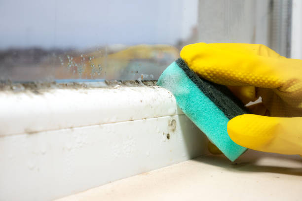 Best Emergency Mold Remediation in Hustisford, WI