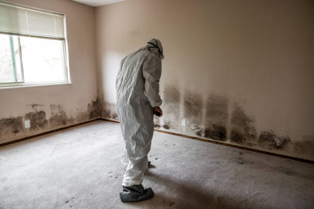 Best Crawl Space Mold Remediation in Hustisford, WI