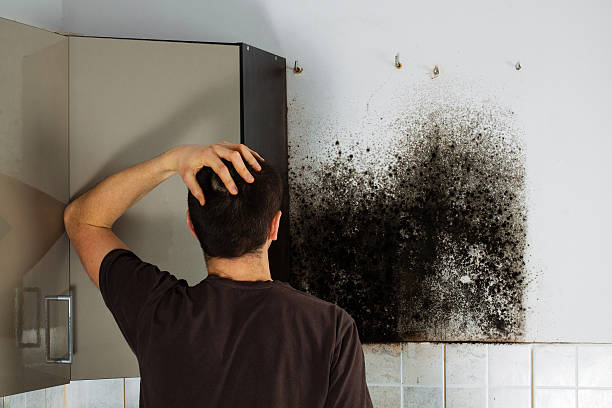 Best Black Mold Remediation in Hustisford, WI