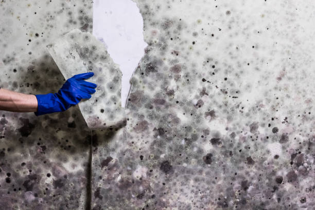 Professional Mold Remediation in Hustisford, WI