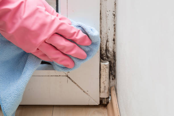 Best Commercial Mold Remediation in Hustisford, WI